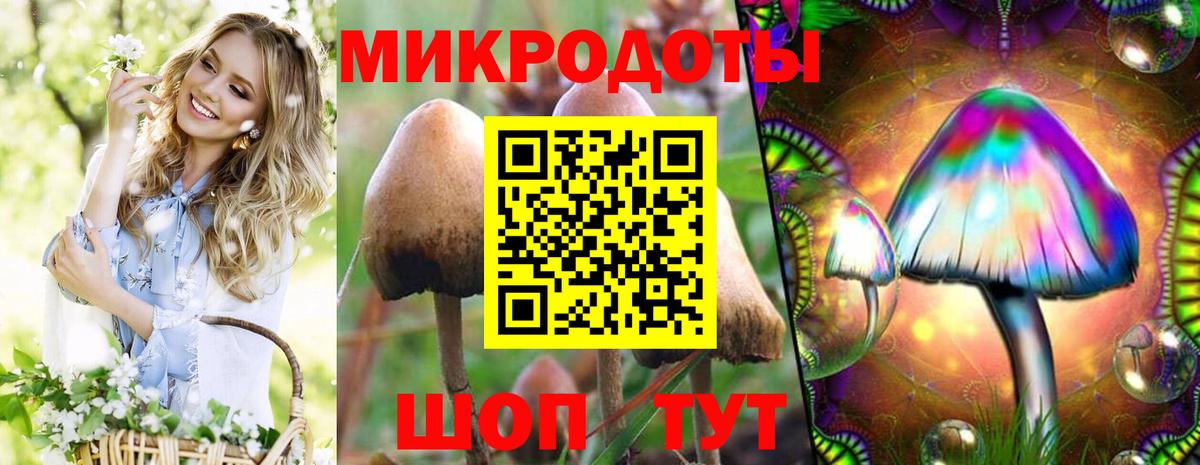 Галлюциногенные грибы Psilocybe Минусинск